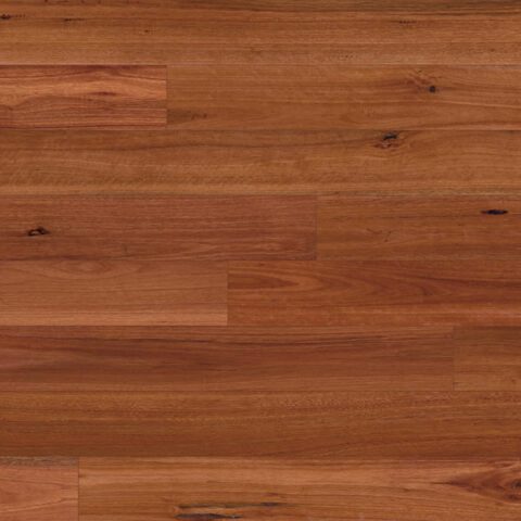 Australian Native - Bluegum
