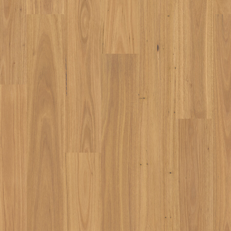 Harmony - Coastal Blackbutt