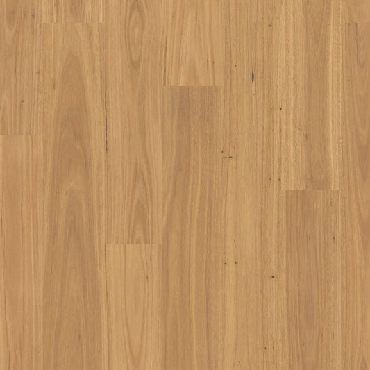 Harmony - Coastal Blackbutt