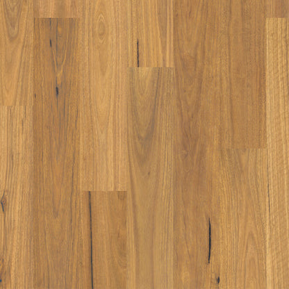 Harmony - Spotted Gum